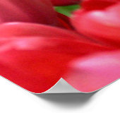 Veertulpen Poster (Hoek)