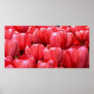 Veertulpen Poster