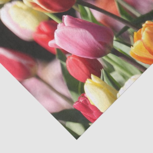 Veertulpen Tissuepapier (Detail)