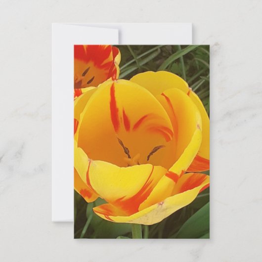 Veertulpen Vat Wenskaart Kaart (Voorkant)