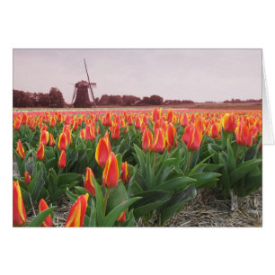 Veertulptijd Vloerveld en windmolen