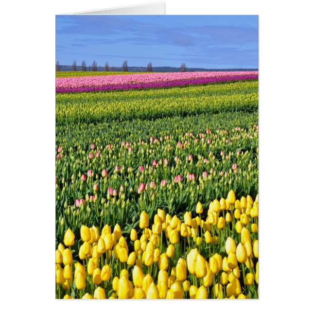 Veertulpveld (Voorkant)