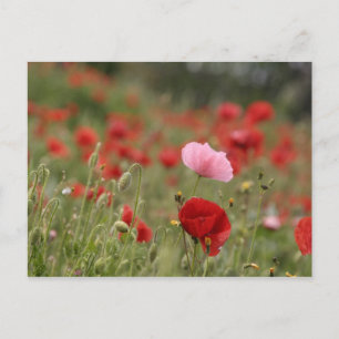 Veerveld met rode papaver briefkaart
