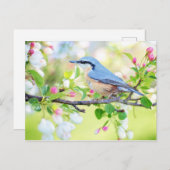 Veervogel Blauwe vogel met roze veer Briefkaart (Voorkant / Achterkant)