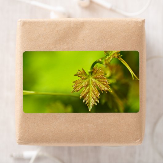 Veerwijngaard Etiket (Insitu)