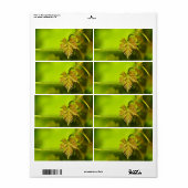 Veerwijngaard Etiket (Full Sheet)