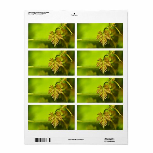 Veerwijngaard Etiket (Full Sheet)