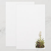 Veery, John Audubon Briefpapier (Voorkant / Achterkant)