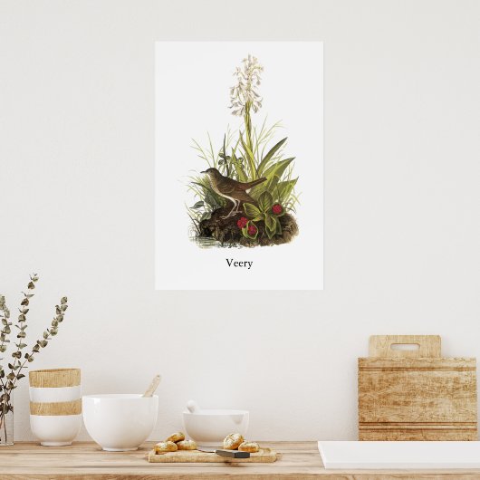 Veery, John Audubon Poster (Keuken)