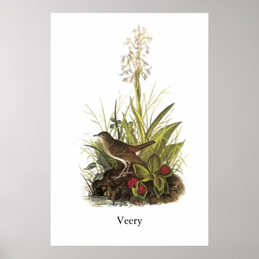 Veery, John Audubon Poster (Voorkant)