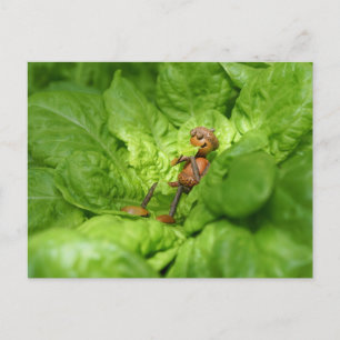 Vegetarische eikel elf eet een salade briefkaart