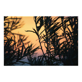 Vegetatie bij zonsondergang foto afdruk