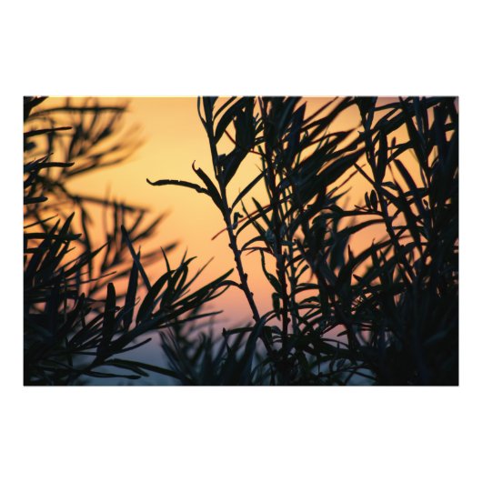 Vegetatie bij zonsondergang foto afdruk (Voorkant)