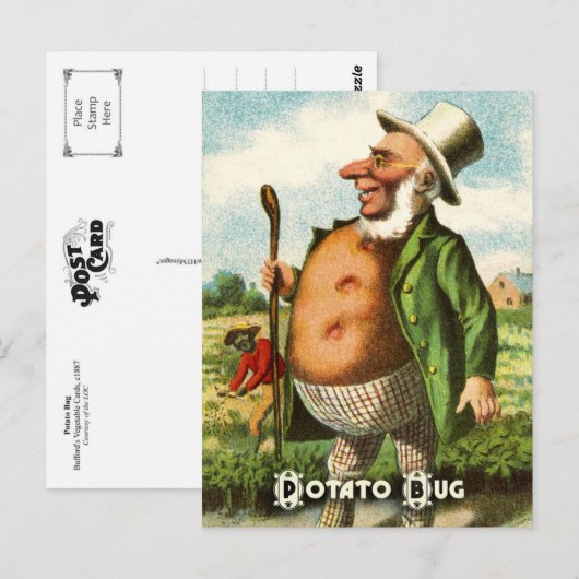  vegetatieve Briefkaarten: Aardappel Briefkaart (Voorkant / Achterkant)