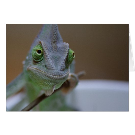 Veiled Chameleon (Voorkant Horizontaal)