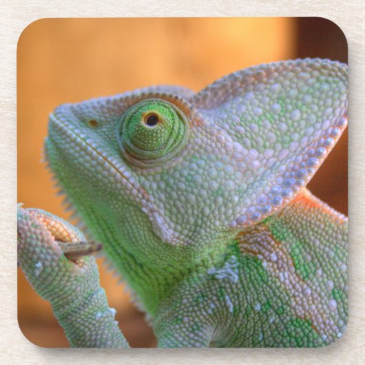 Veiled Chameleon Drankjes Onderzetter (Voorkant)