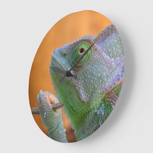 Veiled Chameleon Grote Klok (Hoek)