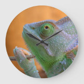 Veiled Chameleon Grote Klok (Voorkant)