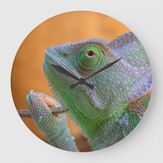 Veiled Chameleon Grote Klok (Voorkant)