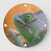 Veiled Chameleon Grote Klok (Voorkant)