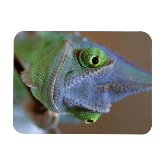 Veiled Chameleon Magneet (Horizontaal)