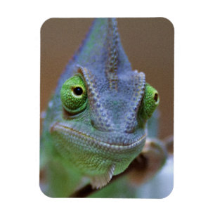 Veiled Chameleon Magneet