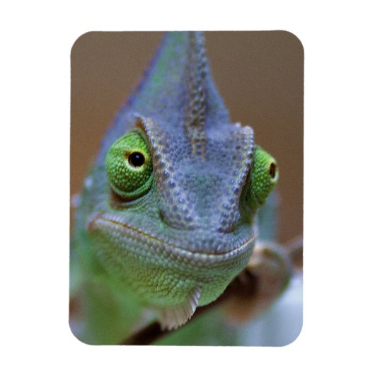 Veiled Chameleon Magneet (Verticaal)