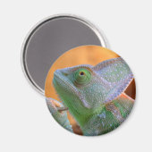 Veiled Chameleon Magneet (Voorkant / Achterkant)