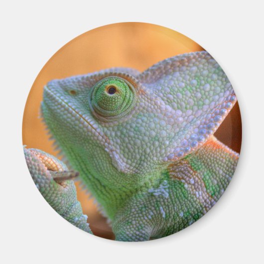 Veiled Chameleon Magneet (Voorkant)