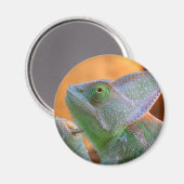 Veiled Chameleon Magneet (Voorkant / Achterkant)