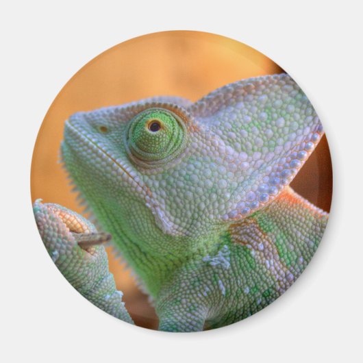 Veiled Chameleon Magneet (Voorkant)