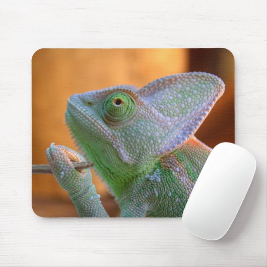 Veiled Chameleon Muismat (Met muis)