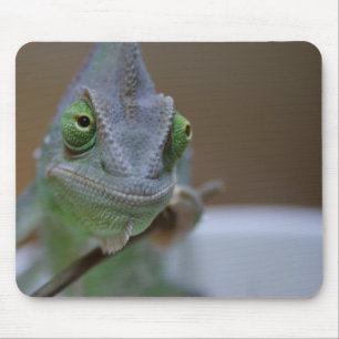 Veiled Chameleon Muismat