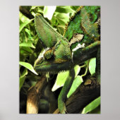 Veiled Chameleon Poster (Voorkant)