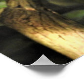 Veiled Chameleon Poster (Hoek)