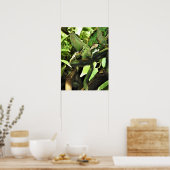 Veiled Chameleon Poster (Keuken)