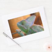 Veiled Chameleon Rechthoekige Sticker (Envelop)