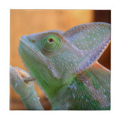 Veiled Chameleon Tegeltje (Voorkant)