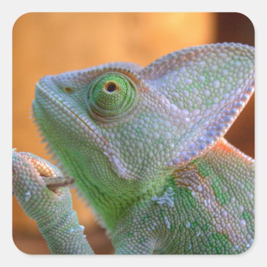 Veiled Chameleon Vierkante Sticker (Voorkant)
