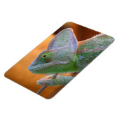 Veiled Yemen Chameleon Magneet (Linkerzijde)