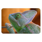 Veiled Yemen Chameleon Magneet (Horizontaal)