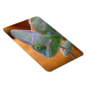 Veiled Yemen Chameleon Magneet (Rechterzijde)
