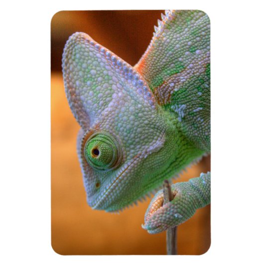 Veiled Yemen Chameleon Magneet (Verticaal)