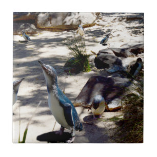 Veilige Haven: Fairy Penguin Paradise, Tegeltje