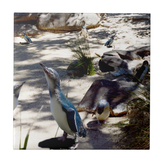 Veilige Haven: Fairy Penguin Paradise, Tegeltje (Voorkant)