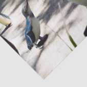 Veilige Haven: Fairy Penguin Paradise, Tissuepapier (Detail)