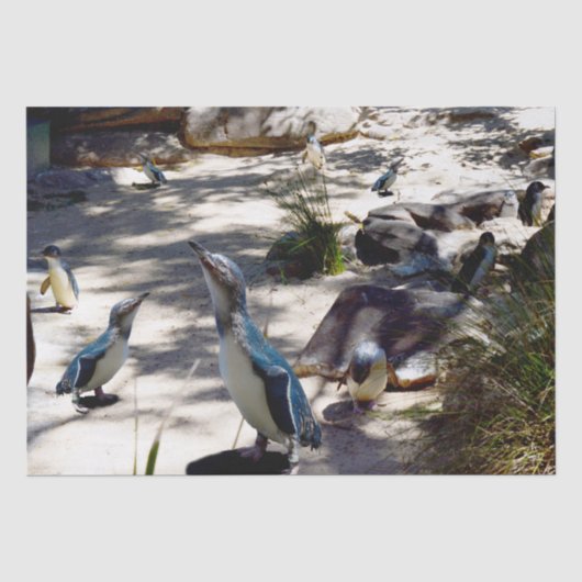 Veilige Haven: Fairy Penguin Paradise, Tissuepapier (Voorkant)
