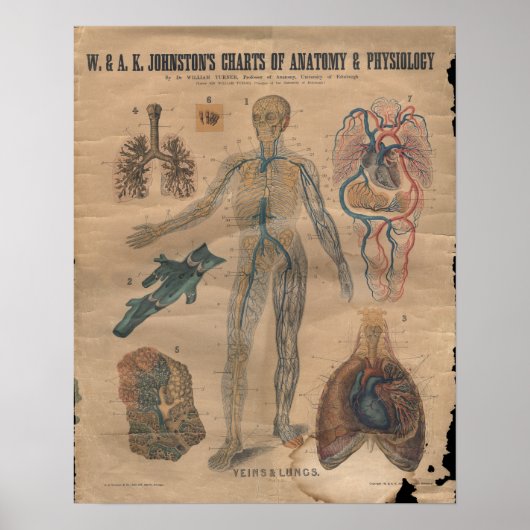  - veinen circulatoire anatomie Grafiek 1906 Poster (Voorkant)