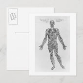 Veinen- en arteriestelsel (b/w-druk) briefkaart (Voorkant / Achterkant)