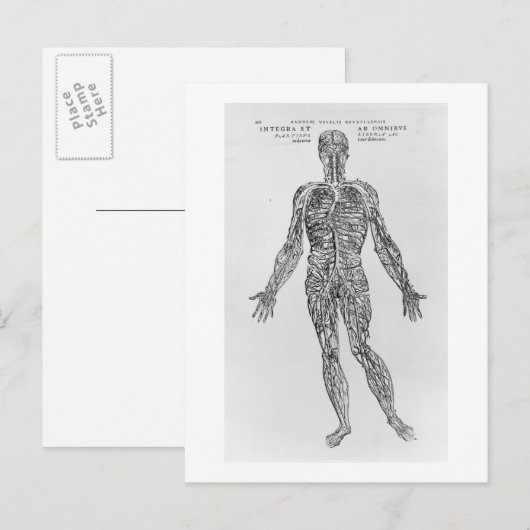Veinen- en arteriestelsel (b/w-druk) briefkaart (Voorkant / Achterkant)